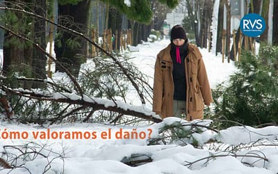 ¿Cómo valoramos el daño? ¿Quién nos va devolver la sombra este verano?